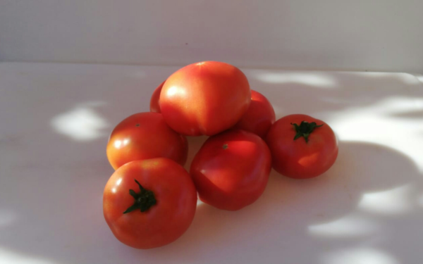 tomate mediano